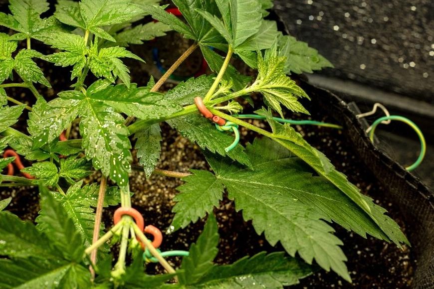 How To Train Autoflowering Cannabis Plants - Azarius